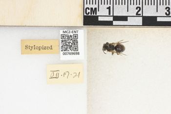 Media type: image;   Entomology 769698 Aspect: Labels